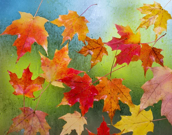 Hojas de otoño aisladas — Foto de Stock