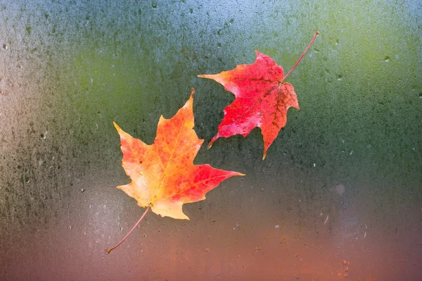 Isolated Autumn Leaves — Stock Photo, Image