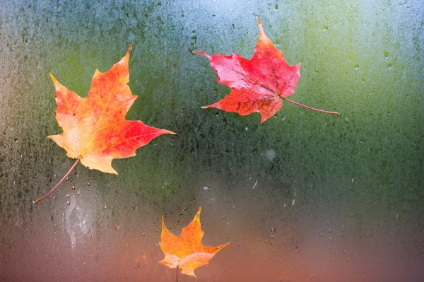 Isolated Autumn Leaves — Stock Photo, Image