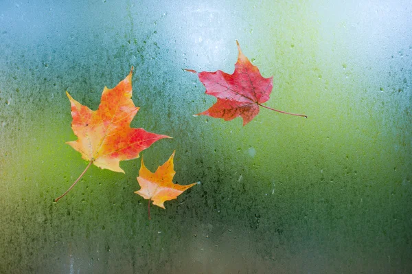 Isolated Autumn Leaves — Stock Photo, Image