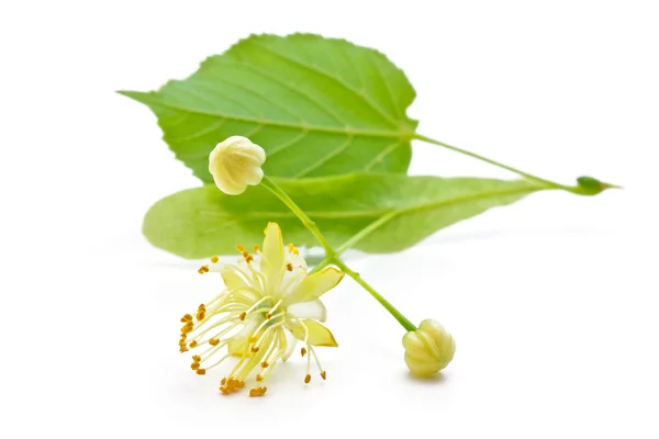 Linden flowers — Stock Photo, Image