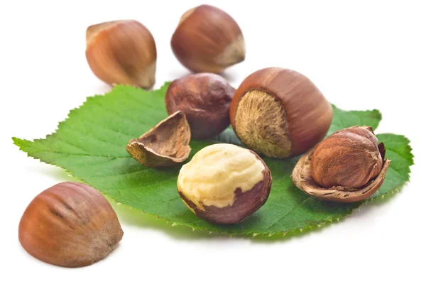 Hazelnuts — Stock fotografie