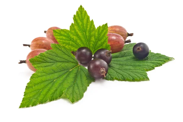 Black currants and gooseberries — Stock Photo, Image