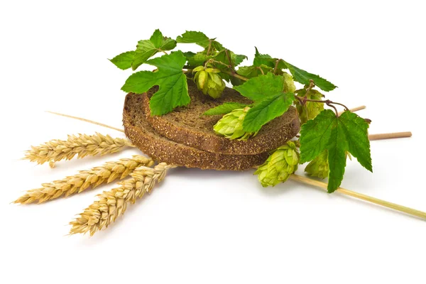 Bread spikelets hop — Stock Photo, Image