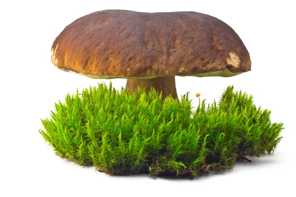 Cep sul muschio verde — Foto Stock