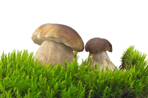 Ceps on the green moss — Stock Photo, Image