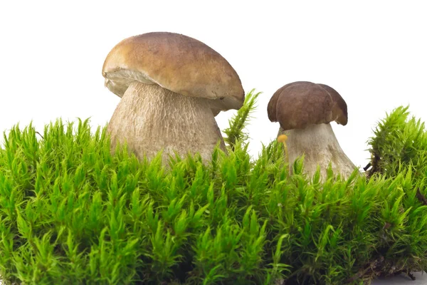 Ceps on the green moss — Stock Photo, Image