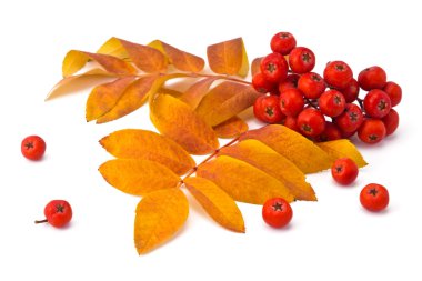 rowan berries and leaves clipart