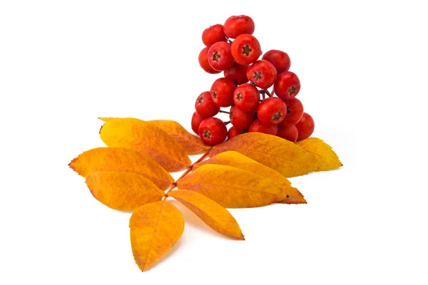 Rowan berries and leaves — Stock Photo, Image
