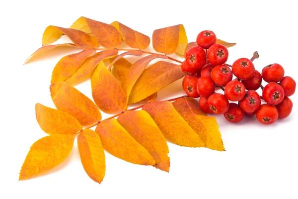 Rowan berries and leaves — Stock Photo, Image