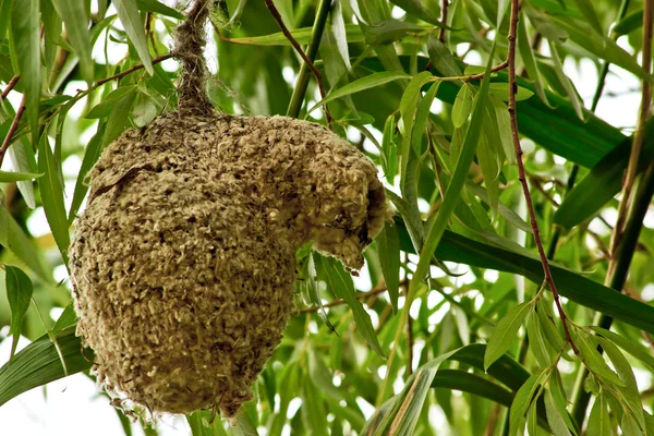 Bird 's Nest Remiz pendulinus — стоковое фото