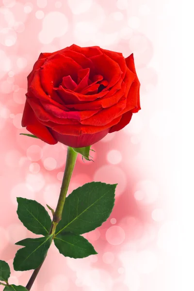 Rote Rose — Stockfoto