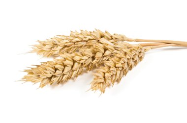 ears of wheat clipart