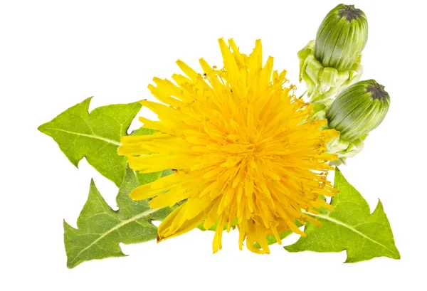 Yellow dandelion — Stock Photo, Image
