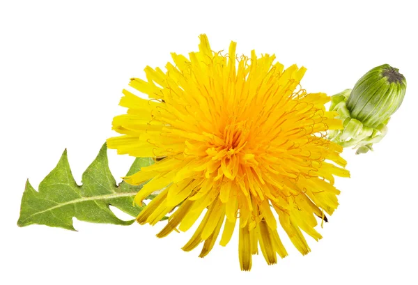 Dente-de-leão amarelo — Fotografia de Stock