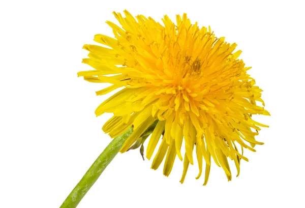 Dente-de-leão amarelo — Fotografia de Stock