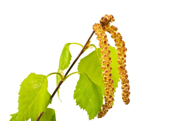 dal huş ağacı