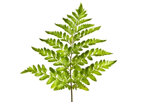 Fern — Stock Photo, Image