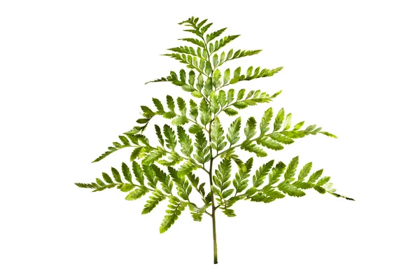 Fern — Stock Photo, Image