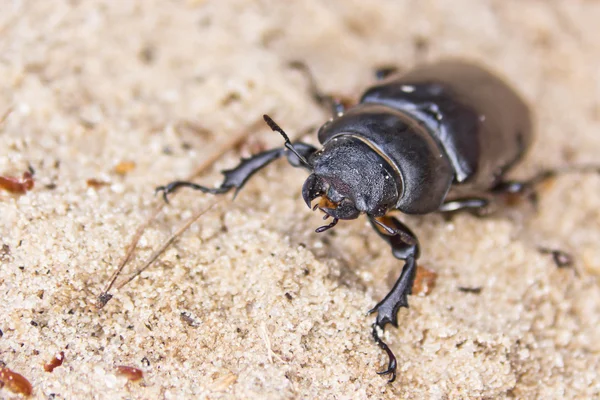 Female of beetle — Stock Photo, Image