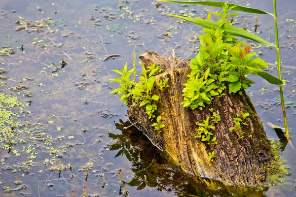 Stump in the water — Stock Photo, Image