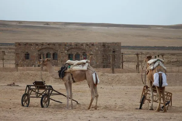 Safari Cuádruple Pueblo Beduino Egipto —  Fotos de Stock