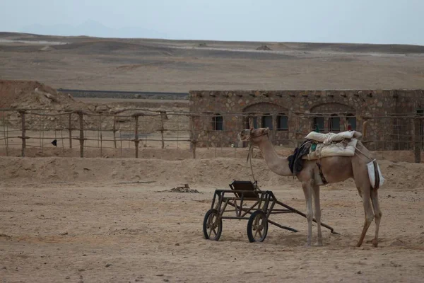 Quad Safari Bedoeïenen Dorp Egypte — Stockfoto