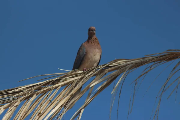 Laughing Dove Streptopelia Senegalensis Egypt — Stock Photo, Image