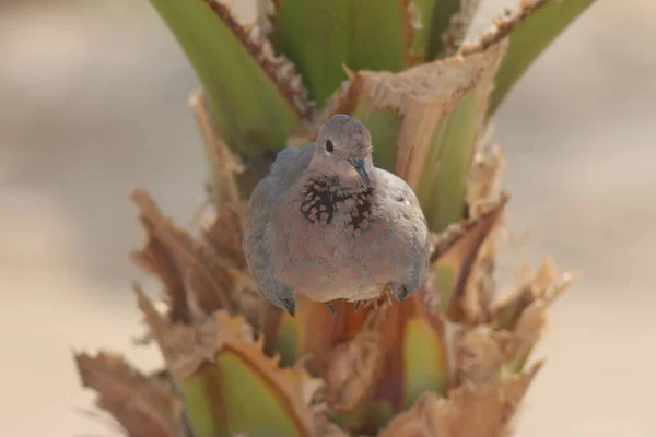 Laughing Dove Streptopelia Senegalensis Egypt — Stock Photo, Image