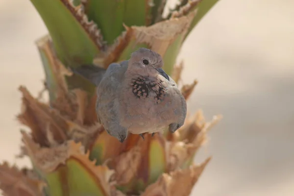 Laughing Dove Streptopelia Senegalensis Egypt — Stock Photo, Image