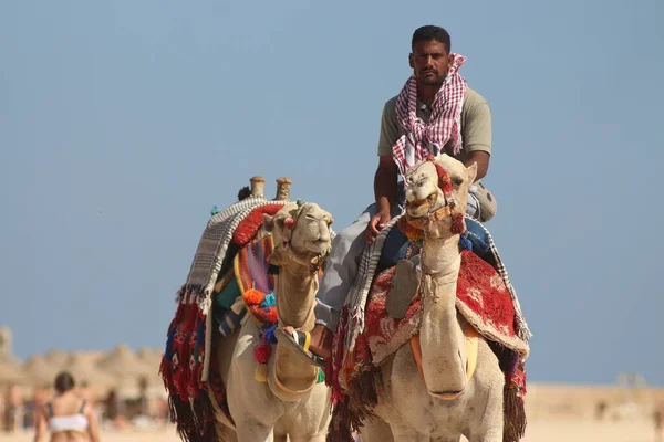 Camelos Costa Mar Vermelho Egito — Fotografia de Stock