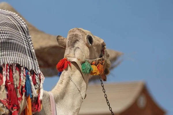 Camellos Costa Del Mar Rojo Egipto —  Fotos de Stock