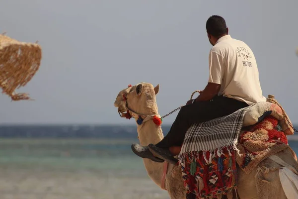 Kameler Vid Röda Havskusten Egypten — Stockfoto