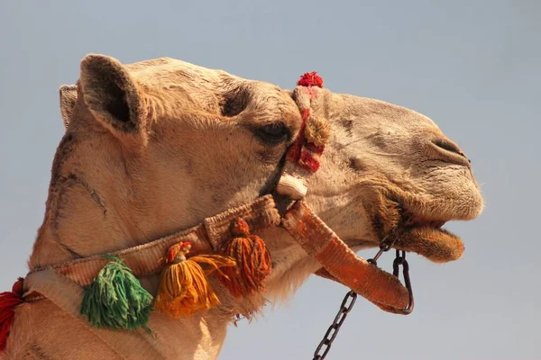 Kameler Vid Röda Havskusten Egypten — Stockfoto