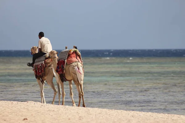 Kameler Vid Röda Havskusten Egypten — Stockfoto