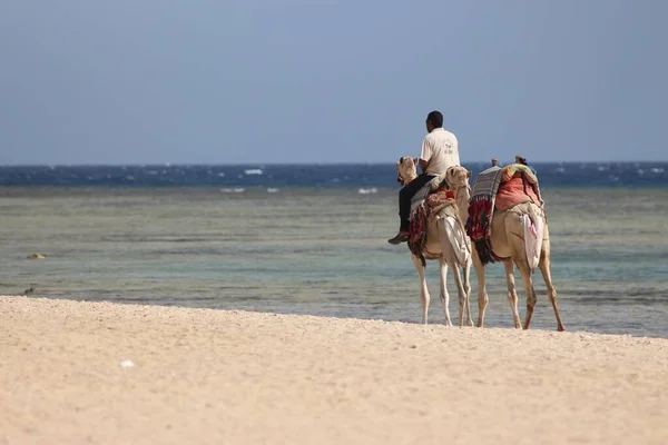 Camellos Costa Del Mar Rojo Egipto —  Fotos de Stock