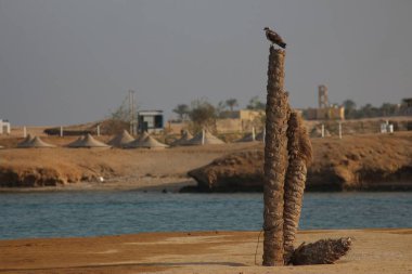 Marsa Alam, Kızıl Deniz, Mısır