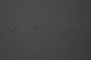 Ukrayna Doğa: Bahar Yürüyüşü