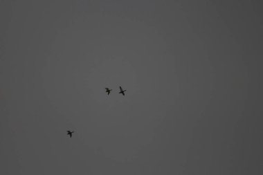 Ukrayna Doğa: Bahar Yürüyüşü