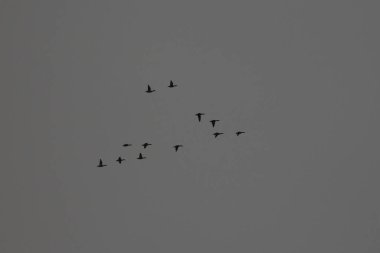 Ukrayna Doğa: Bahar Yürüyüşü