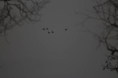 Ukrayna Doğa: Bahar Yürüyüşü