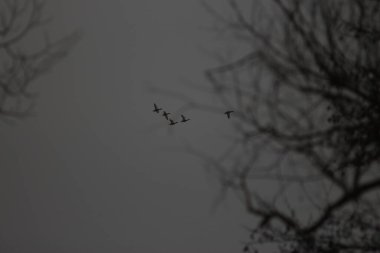 Ukrayna Doğa: Bahar Yürüyüşü