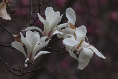 Manolya Kyiv Botanik Bahçesinde çiçek açtı