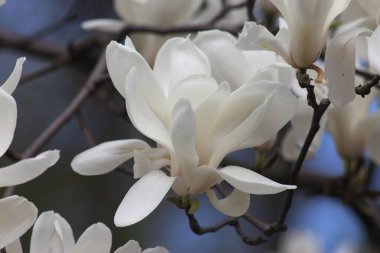 Manolya Kyiv Botanik Bahçesinde çiçek açtı