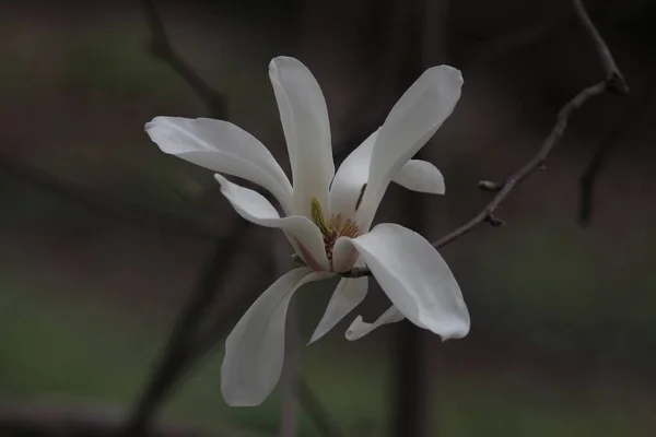 Magnolia Blommar Kiev Botaniska Trädgården — Stockfoto