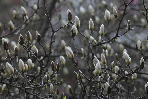 Magnolia Bloom Kyiv Botanical Garden — Fotografia de Stock