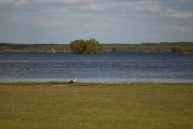 Desna Nehri 'nde Bahar Tufanı. Mezynsky Ulusal Doğa Parkı, Chernihiv Bölgesi, Ukrayna