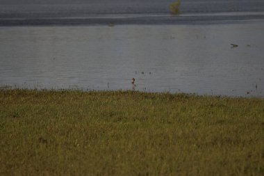 Desna Nehri 'nde Bahar Tufanı. Mezynsky Ulusal Doğa Parkı, Chernihiv Bölgesi, Ukrayna