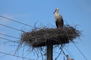 Desna Nehri 'nde Bahar Tufanı. Mezynsky Ulusal Doğa Parkı, Chernihiv Bölgesi, Ukrayna