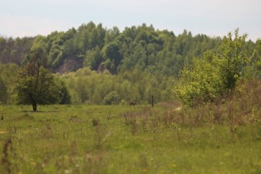 Desna Nehri 'nde Bahar Tufanı. Mezynsky Ulusal Doğa Parkı, Chernihiv Bölgesi, Ukrayna